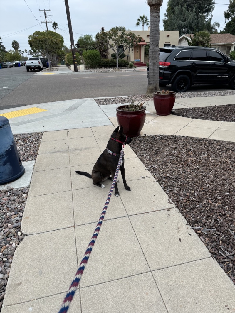 A picture of a black dog named Bowie sitting, taken on September 12 2024 at 6:43 am